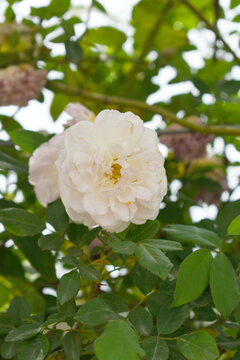 Rosa great maiden's blush white flower, Spring Flowering white Flower Heads on an Old English Rose (Rosa 'Great Maiden's Blush) with leaves, white double Alba rose Maiden's Blush flowers in a garden