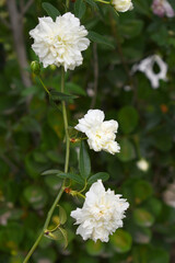 Rosa great maiden's blush white flower, Spring Flowering white Flower Heads on an Old English Rose...