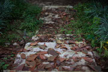 Broken roof tiles scattered on a narrow stone path in a lush rural garden. A rustic scene showing decay and nature reclaiming an abandoned walkway