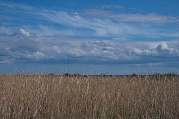 Yellow reed in the field with unrecognizable people walking behind it