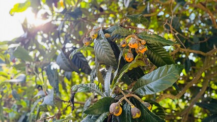 Rotten loquats on the tree, symptoms of fruit rot and plant disease.