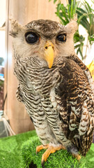 The Beluk Jampuk is a type of owl from the Strigidae family and the Bubo genus. Close-up of a barred eagle owl perched on artificial grass, with a tropical background.