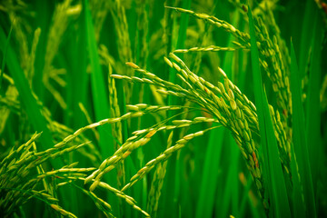 Lush green paddy field with ripening rice grains in a close-up view