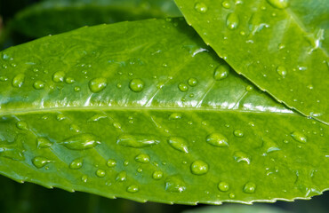 Close-up with water drops on green leaf