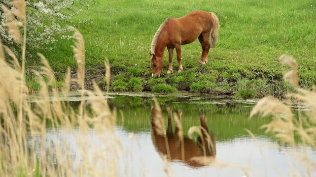 Haflinger horse standing in shallow river water, drinking with reflection mirroring peaceful landscape, surrounded by green reeds under bright sunlight