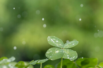 光る雨のしずくと四つ葉のクローバー