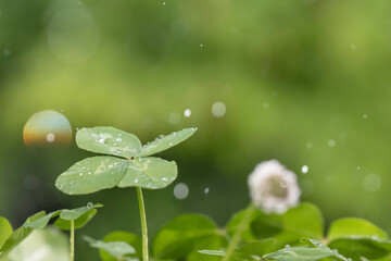 光る雨のしずくと四つ葉のクローバー