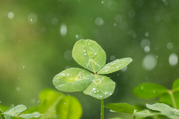 光る雨のしずくと四つ葉のクローバー