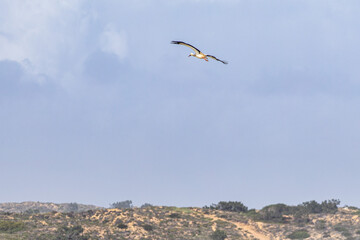 White stork flying over a cliff along the coastline of Odeceixe, Algarve, Portugal.