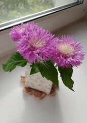 Bunch of aster flowers on a window sill.