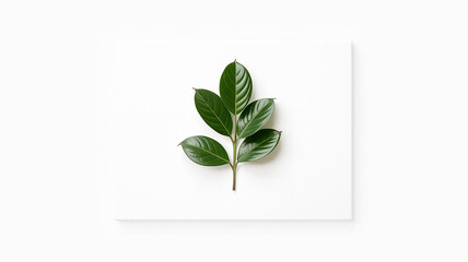 A minimalist composition featuring a branch of lush green leaves against a clean white backdrop