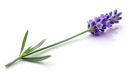 Obraz premium A single isolated lavender flower with long green stem and delicate purple petals, placed on a soft white background, lavender flower, purple flowers