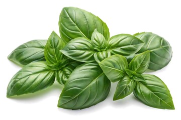 Fresh green basil sprig isolated on white background