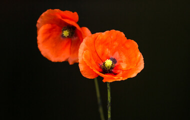 two orange-red poppy flowers on a black background. The front poppy is in focus, showing off...
