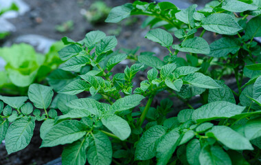 Potato crops in growth at field