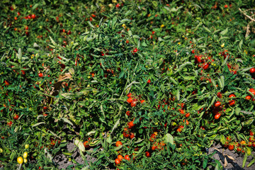 Growing tomatoes in the field