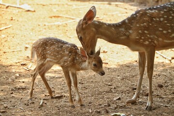 little axis deer with its mother in the field