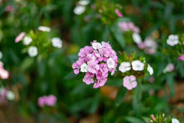 A close-up image of blooming Sweet William (Dianthus barbatus) flowers with delicate pink and white petals. The flowers are clustered beautifully against a soft-focus green background.