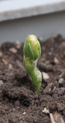 Tiny Sprout Emerges From Dark Earth Soil