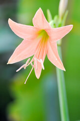 Hippeastrum puniceum , Barbados lily or AMARYLLIDACEAE