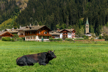 A black bull rests in a lush green pasture as traditional alpine houses and a church in the background in  Gressoney-Saint-Jean, Italy.