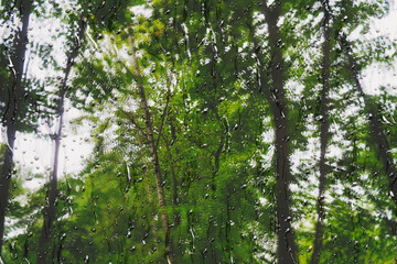 Fototapeta premium Water droplets- streaks and raindrops on the glass