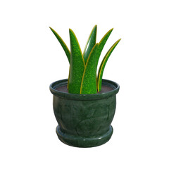aloe vera plant