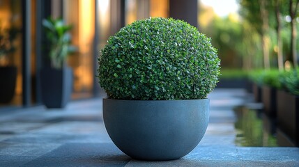 Green Sphere Plant in Modern Pot