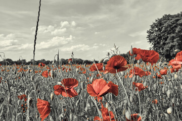 Mohn Ecology Beautiful Summer Day Red Poppy Field Flowers Poppies Blossom Wildflower Wild