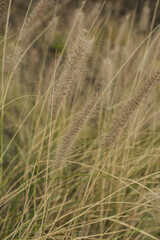 Close-Up of Wild Grass in Natural Setting