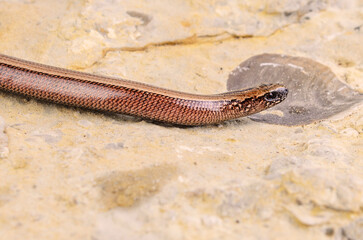 Slowworm closeup resting on weathered stone surface in natural habitat