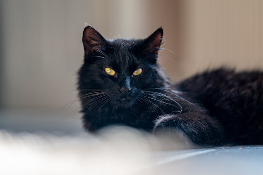 Dreamy the Tomcat III

our little black tomcat called Dream lying on the floor and relaxing