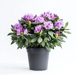 Lilac rhododendron in dark pot