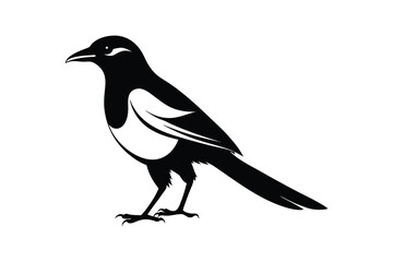 Fototapeta premium A cute magpie silhouette on white background