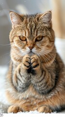 Obraz premium Cute cat begging, indoor, snow, paws together