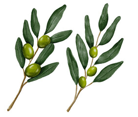 Olive branches watercolor illustration, hand drawn, olive clipart, ripe olive