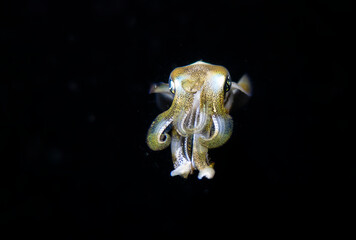 reef squid at night diving
