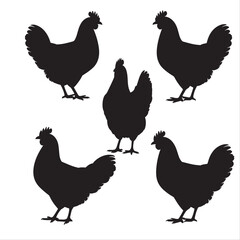 silhouette chicken