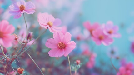 Obraz premium Colorful pink flowers blooming in a garden during springtime with a soft, dreamy background