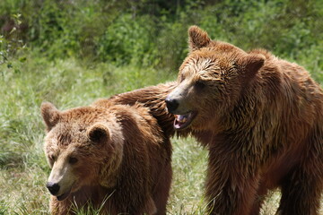 Brow bear in the forest 