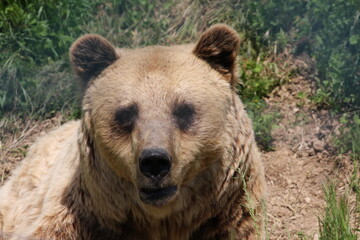 Brow bear in the forest 