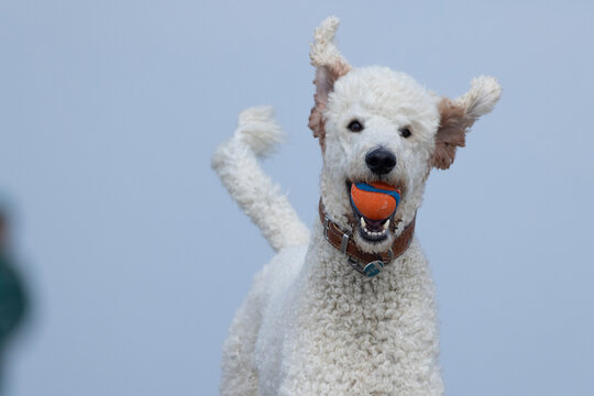White poodle chasing a ball on the beach