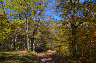 trail to Matosavank Monastery in autumn forest near Dilijan (Tavush province, Armenia)