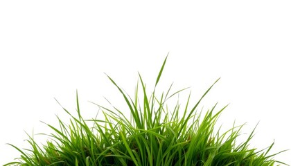Obraz premium A close-up view of lush green grass with long blades. The grass appears healthy and vibrant against a plain white background.
