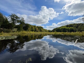 Fototapeta premium reflection of trees and clouds in water in the lake in the forest