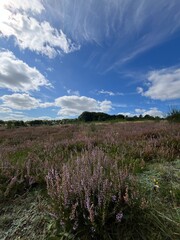moor with heather