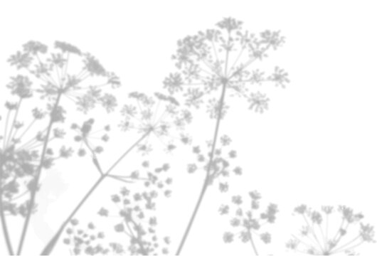 The shadow of an anise bush on a white wall. A black and white image to overlay on a photo or mockup