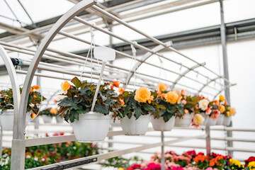 Hanging flower pots on display at a florist shop, showcasing colorful blooms for sale, creating a vibrant and inviting atmosphere.