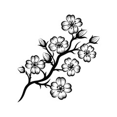 Elegant black and white floral cherry blossom branch blooming on white background