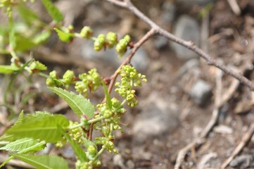 Native Korean Zelkova serrata tree with distinctive serrated leaves, captured in urban and forest environments across seasons.